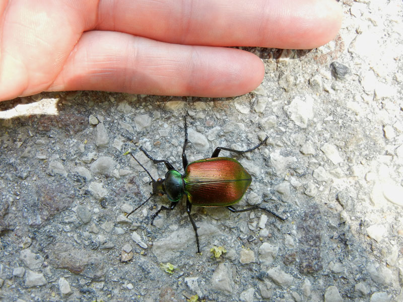 da determinare... Calosoma sycophanta